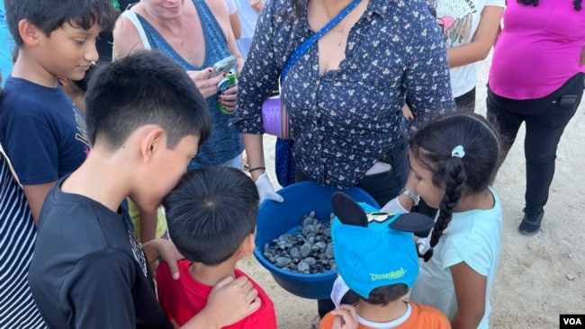 Residentes y turistas presencian la liberación de tortugas marinas en Playa Las Viudas.