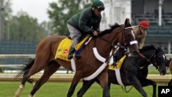 参加肯塔基赛马的马匹在接受训练