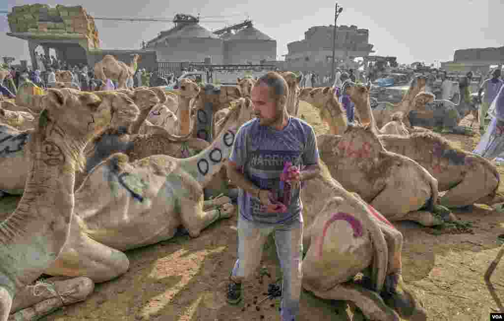 Ayman, who identifies the camels with serial numbers and the names of their buyers, says there are other incentives to not abuse the animals. &quot;Beating cause bruises, and bruises ruin the meat. I want to deliver the best to my clients.&quot; (VOA/H. Elrasam)