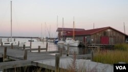 El caso registrado en el Chesapeake, en Maryland, se trata del más reciente de muerte masiva de peces y pájaros en el mundo.