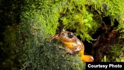 An adult male of Frankixalus jerdonii is emerging out of a tree hole. (SD Biju)