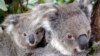 When Aliens Attack: Australia's Native Species Under Threat