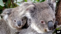 Maggie the koala climbs a tree with her joey at Taronga Zoo in Sydney, Australia, Sept. 1, 2011. 