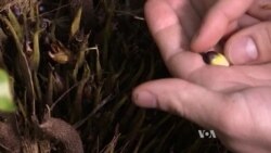 Cheap, Plentiful Palm Oil Comes at a Price