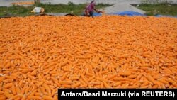 Seorang pekerja mengumpulkan jagung saat proses penjemuran di Desa Kaleke di Sigi, Sulawesi Tengah, 7 November 2016. (Foto: Antara/Basri Marzuki via REUTERS)