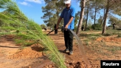 ARCHIVO - Un voluntario riega un retoño como parte de una campaña de plantación de árboles en el bosque Al-Nigazah, que está expuesto a la sequía debido al cambio climático y la falta de agua de lluvia, en Khoms, al este de Trípoli, Libia, el 23 de octubre de 2024