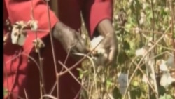 Kori sene OGM , Burkina Faso