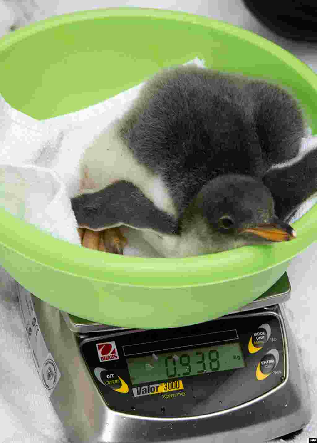A sub-Antarctic Gentoo penguin chick sits on a weigh scale at SEA LIFE Melbourne Aquarium in Melbourne, Australia. With several Gentoo penguin pairs still sitting on eggs, keepers are hopeful of the arrival of several more chicks before Christmas.
