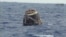 This image from NASA shows the SpaceX Dragon Capsule floating in the Pacific Ocean off the coast of Baja California, May 31, 2012.