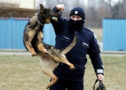 Police officer Pawel Kuchnio trains with patrol dog Orbita in Warsaw, Poland, on March 19, 2021.