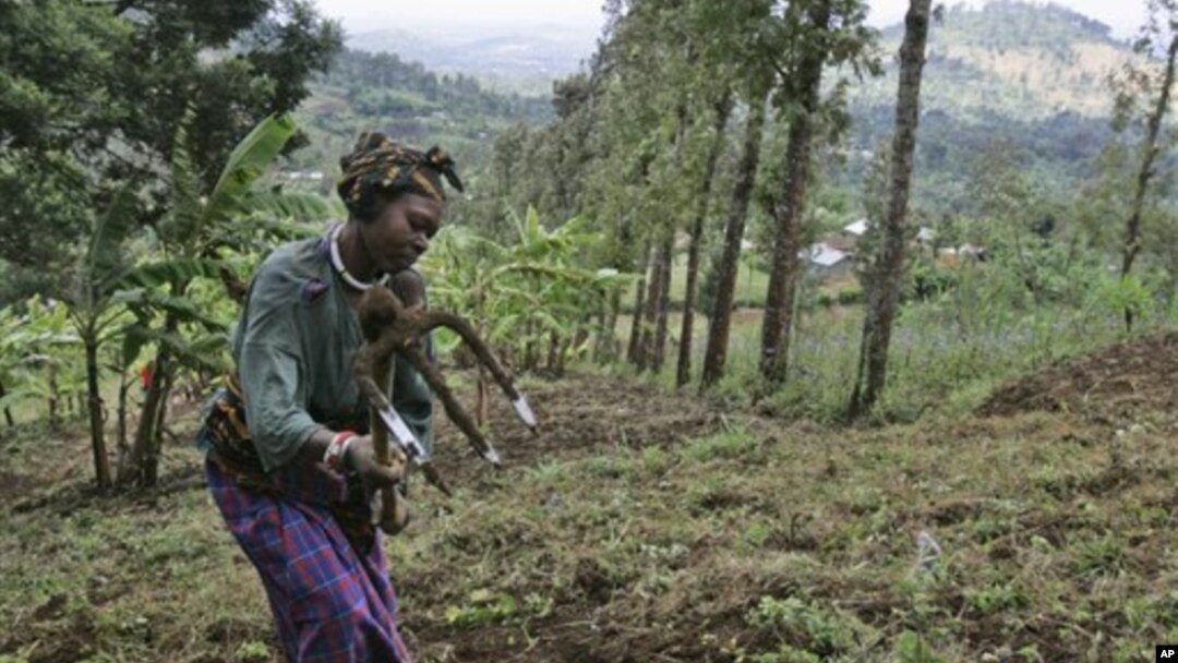 Dalam mengatasi dampak perubahan iklim, sebagian petani di Afrika Timur berinisiatif memulai metode-metode pertanian inovatif, di antaranya dengan menanam pohon guna menghentikan erosi dan meningkatkan kualitas air dan tanah (foto: dok).