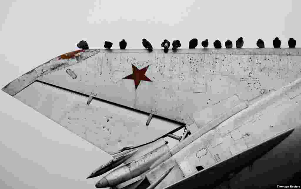 러시아 스타브로폴 지역의 노보알렉산드로브스크 마을에 전시된 퇴역 전투기 위에 비둘기들이 앉아 있다. 