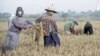 စစ်အာဏာသိမ်းမှုကြောင့် မြန်မာ့လယ်ယာစိုက်ပျိုးရေးအပေါ် ရိုက်ခတ်မှု 
