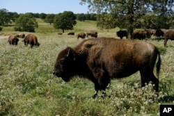 FILE - A herd of bison grazes during midday at a Cherokee Nation ranch in northeastern Oklahoma on Sept. 27, 2022. (AP Photo/Audrey Jackson, File)