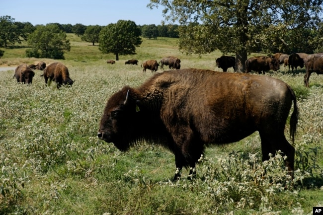 FILE - A herd of bison grazes during midday at a Cherokee Nation ranch in northeastern Oklahoma on Sept. 27, 2022. (AP Photo/Audrey Jackson, File)