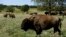 FILE - A herd of bison grazes during midday at a Cherokee Nation ranch in northeastern Oklahoma on Sept. 27, 2022. On Dec. 28, 1973, President Richard Nixon signed the Endangered Species Act which charged the government with saving every endangered plant and animal in America. 