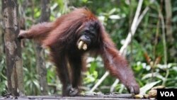 Seekor orangutan di Taman Nasional Tanjung Puting, Kalimantan. (Foto: Dok)