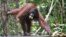 Seekor orangutan di Taman Nasional Tanjung Puting, Kalimantan. (Foto: Dok)