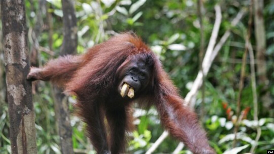 Seekor orangutan di Taman Nasional Tanjung Puting, Kalimantan (foto: dok). Orangutan banyak dibunuh masyarakat karena dianggap hama perkebunan.