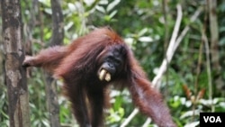 Seekor orangutan di Taman Nasional Tanjung Puting, Kalimantan (foto: dok). Orangutan banyak dibunuh masyarakat karena dianggap hama perkebunan.