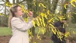 Բրիտանական Forest of Memories ծրագիրը բնակիչներին քաջալերում է կորոնավիրուսից զոհված յուրաքանչյուր մարդու հիշատակին ծառ տնկել