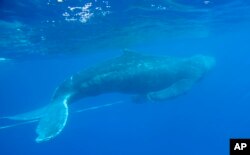 FILE - This Wednesday, March 6, 2019 photo from the NOAA Hawaiian Islands Humpback Whale shows an entangled subadult humpback whale that was freed of gear off Makena Beach, Hawaii.