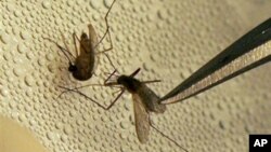 Nyamuk yang menjadi penyebar wabah virus West Nile di Amerika (foto: dok).