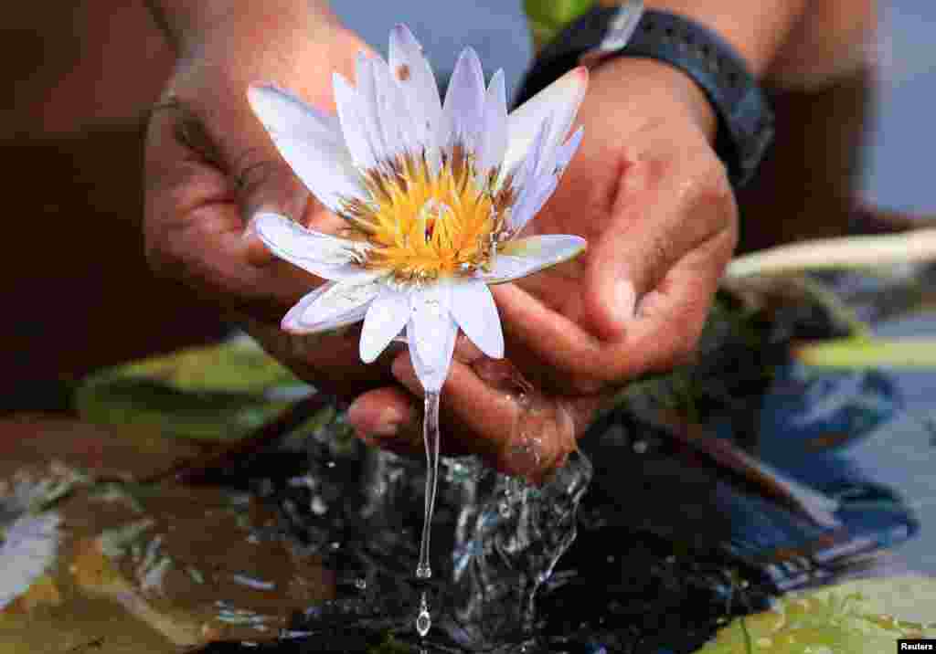 An environmentalist holds the previously extinct Cape Water Lily at False Bay Nature Reserve wetland, where it has been reintroduced, in Cape Town, South Africa.