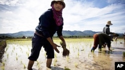 Thai farmers plants a rice crop near Mae Sariang, Thailand, file photo.