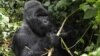 Genetic Study Finds Severe Inbreeding in Endangered Mountain Gorillas