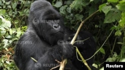 FILE - An endangered silverback mountain gorilla from the Nyakamwe-Bihango family looks for food within the forest in Virunga national park near Goma in eastern Democratic Republic of Congo.