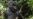 Genetic Study Finds Severe Inbreeding in Endangered Mountain Gorillas