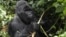 FILE - An endangered silverback mountain gorilla from the Nyakamwe-Bihango family looks for food within the forest in Virunga national park near Goma in eastern Democratic Republic of Congo.
