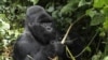 Un gorille de montagne au dos argenté, de disparition de la famille Nyakamwe-Bihango, classée comme espèce en voie de disparition, cherche de la nourriture dans la forêt du parc national des Virunga près de Goma dans l'est de la République démocratique du Congo.