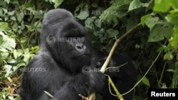 Un gorille de montagne au dos argenté, de disparition de la famille Nyakamwe-Bihango, classée comme espèce en voie de disparition, cherche de la nourriture dans la forêt du parc national des Virunga près de Goma dans l'est de la République démocratique du Congo.