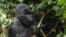 Un gorille de montagne au dos argenté, de disparition de la famille Nyakamwe-Bihango, classée comme espèce en voie de disparition, cherche de la nourriture dans la forêt du parc national des Virunga près de Goma dans l'est de la République démocratique du Congo.