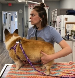 EMMAvet owner and veterinarian Veronica Jarvinen is seen with one of per 'patients.' (Courtesy - EMMAvet)