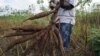 Un fermier retirant un plant de manioc