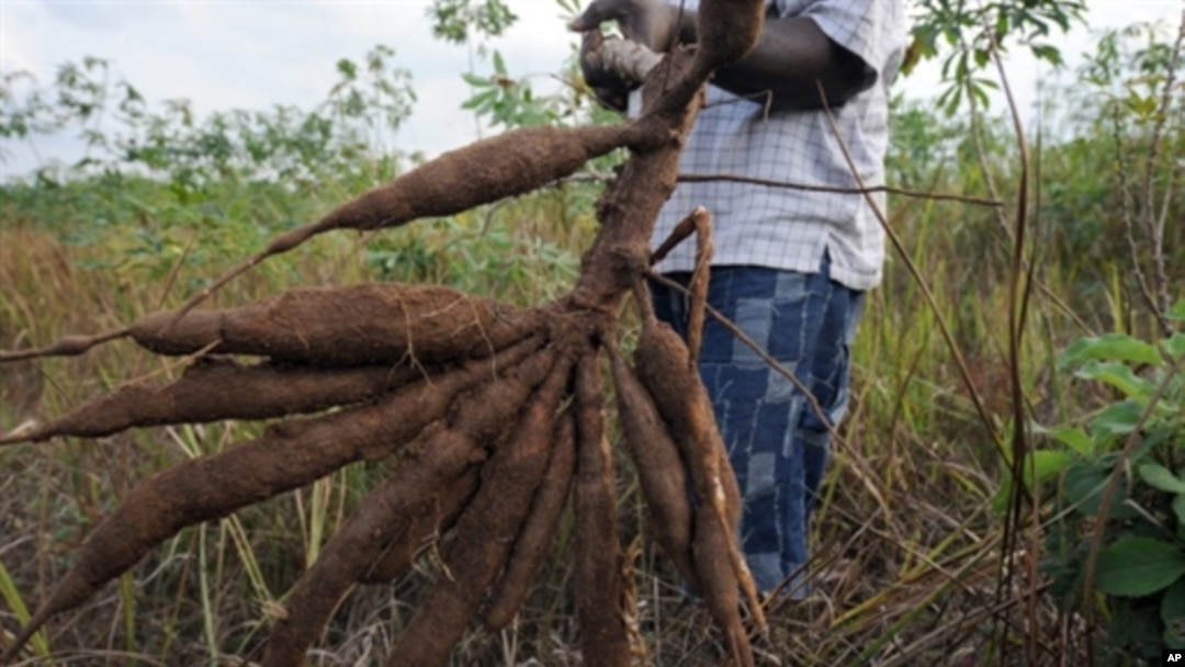 A farmer holds up a bunch of cassava roots, dug up from his farm in Oshogbo, Nigeria, 26 Aug 2010