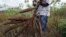 FILE - A farmer holds up a bunch of cassava roots, dug up from his farm in Oshogbo, Nigeria.