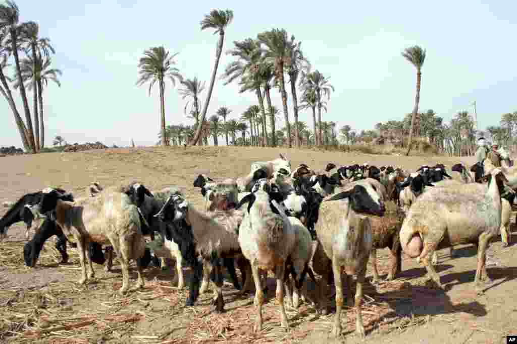 The village of Mit Rahina is hemmed by desert. (VOA-E.Arrott)
