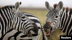 FILE - Zebras play in Amboseli National park, Kenya August 26, 2016. (REUTERS/Goran Tomasevic)