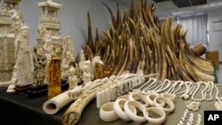 FILE - Confiscated ivory is displayed at a chemical waste treatment center in Hong Kong, May 15, 2014. Tanzania has sentenced four Chinese men to 20 years in jail each after they were convicted of smuggling rhino horns.