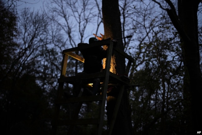 Martin Edwards, Head of Deer and Woodland Management at BASC (The British Association for Shooting and Conservation), aims at a deer in a woods at Tichborne, east of Winchester in Hampshire, England, Monday, Nov. 4, 2024. (AP Photo/Kin Cheung)