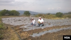 Agricultores nicaragüenses en un campo de cultivo. Foto Daliana Ocaña, VOA.