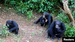 Philip, à droite, le chimpanzé dominant du sanctuaire des chimpanzés de Tacugama, est assis avec d'autres chimpanzés orphelins à l'extérieur de Freetown, la capitale de la Sierra Leone, le 14 août 2007.