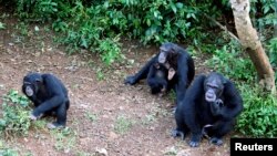 FILE - Philip, right, the dominant chimpanzee at Tacugama Chimpanzee Sanctuary, sits in an enclosure with other orphaned chimps outside Sierra Leone's capital Freetown, Aug. 14, 2007.