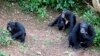 FILE - Philip, right, the dominant chimpanzee at Tacugama Chimpanzee Sanctuary, sits in an enclosure with other orphaned chimps outside Sierra Leone's capital Freetown, Aug. 14, 2007.