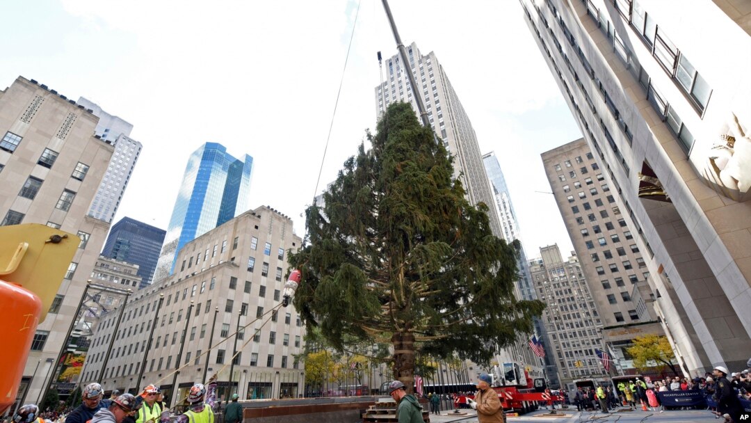 Para pekerja memasang pohon natal Rockefeller Center setinggi 22 meter dan seberat 12 ton (11/11).