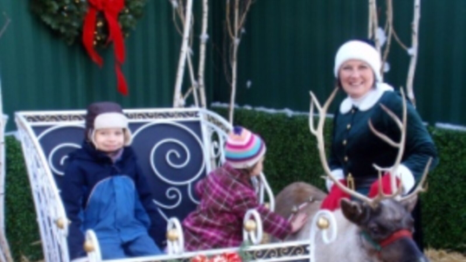 Live Reindeer, Camels Bring Holiday Cheer